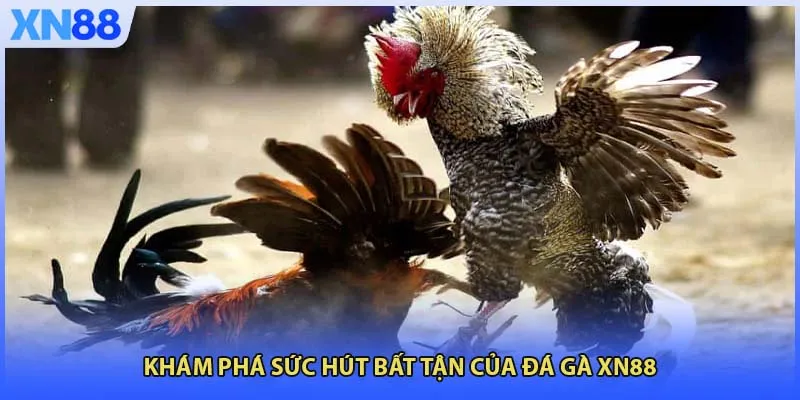 Khám phá sức hút bất tận của đá gà XN88